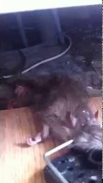 SCARY MONSTER RAT caught by pest control in London