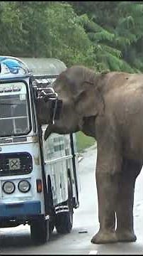 🐘 Wild Elephant Stopped a Bus… Then Reached Inside for Food! 😱🚌