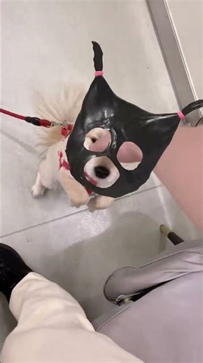 Title (Chinese/English