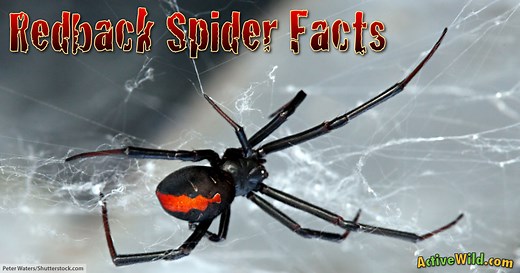 Redback Spider Facts For Kids & Adults: Pictures, Information & Video