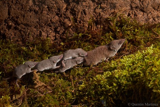 The story of shrews - Trinity Hall Cambridge