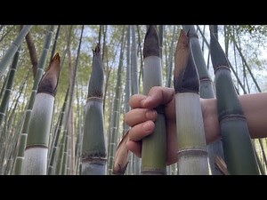 Calming Bamboo Forest Sounds for Pure Relaxation