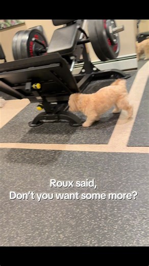 Roux the Dancing Dog: Grooving to EDM Beats