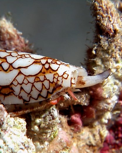 Marine cone snails use venom to paralyze their prey – but scientists are researching how the powerful peptides found in their venom can be utilized for medicinal purposes. | NOVA l PBS