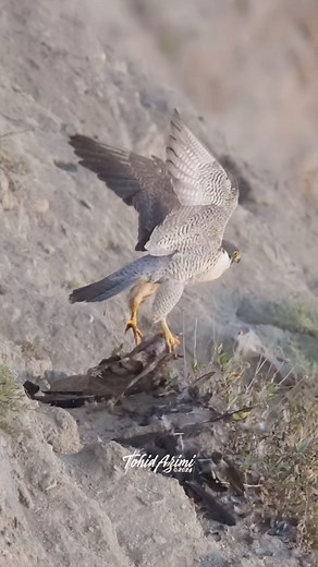 37K views · 31K reactions | Peregrine Falcon taking off with a Crow leftovers. #peregrinefalcon #falcon #birdsofprey | Ta2020photography | Facebook