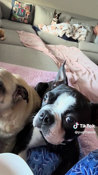 Pug Brothers Enjoy Fries Before Couch Showdown
