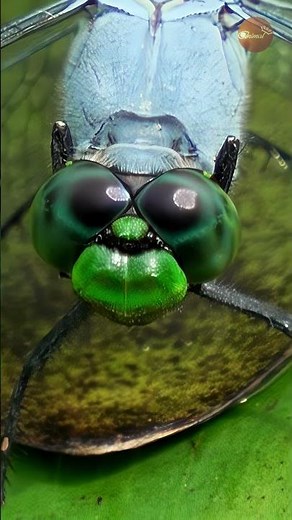 Shocking Close-Up: Dragonfly Stares Directly at You With a Peculiar Gaze! 😱💚