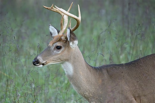 The cost of casting animals as heroes and villains in conservation science