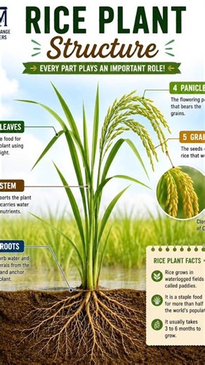 Rice Plant Structure | Parts of a Rice Plant | Science for Kids | #Shorts