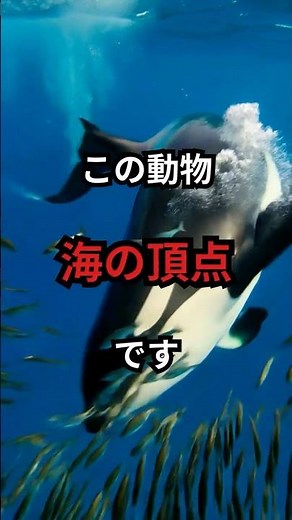 海の本当の王者。シャチ #動物雑学#生き物の不思議 #動物の秘密 #知識 #豆知識 #知的好奇心