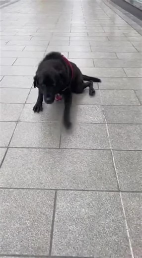 #DogsofTikTok #sad #dogs #fyp #savedogs | Dog Videos