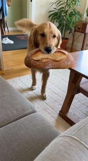 this dog really said bread #funnypets #dogs #shorts