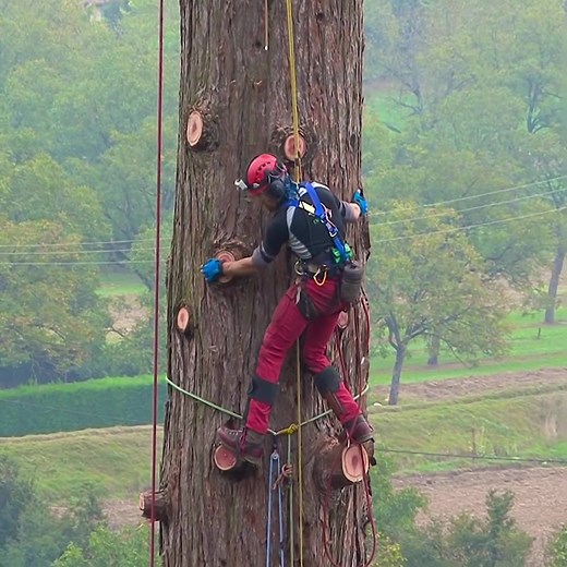 Dismantling a giant sequoia 1500 years old 256m height #logging #logger #lumberjack #treework #treeclimber #treeclimbing