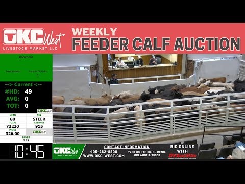 Southern Plains Feeder Cattle Prices LIVE | 4,000+ Head Trading at OKC West Today