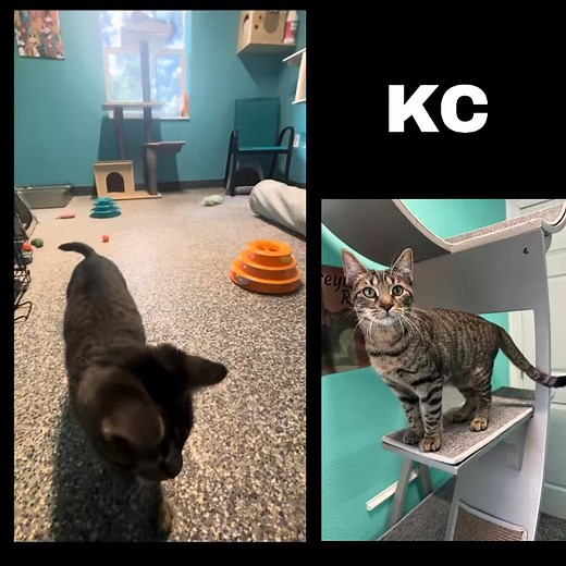 KC is a ‘fetching’ cat with a lot of energy! She was found outside, suffering from an injured hip. After some TLC and healing time, she’s blossomed into a beautiful cat who enjoys play and gives affectionate kisses to humans. We think it’s her way of saying ‘thank you for saving me’. ♥️ Female kitten age 6 months #catsofaar #rescue #AdoptMeow #rescuelove #adoptdontshop #adoptme #sheltercat | AAR - Abandoned Animal Rescue