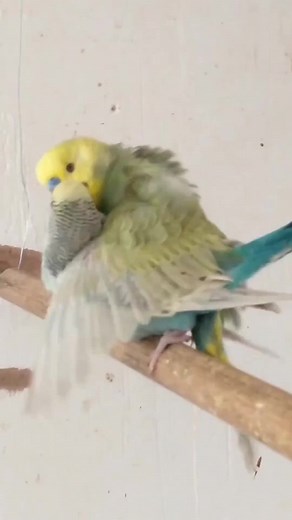 Parrots making love #viralvideo #makeme #makemefamous #animals #mating #bird #birds #birdsoftiktok