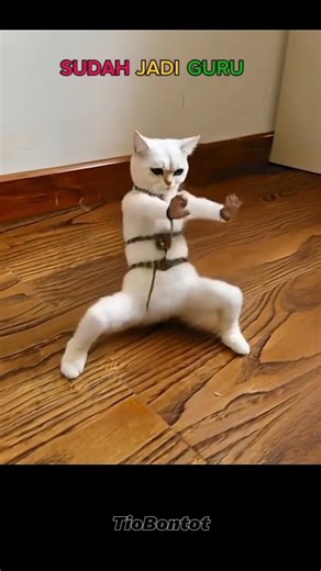 cat master #cat #trollfaceedit