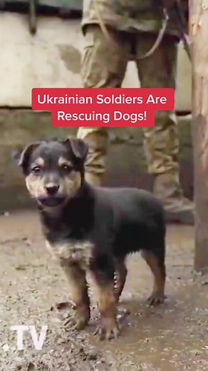 Ukrainian Soldiers Rescuing Dogs: Heartwarming Story