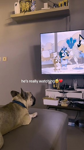 Bluey's Colorful World Through Dog Vision