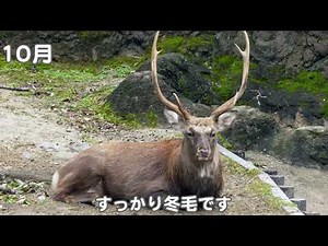 授業に活かせる動画集：きせつと生物（ニホンジカの一年①毛のへん化）