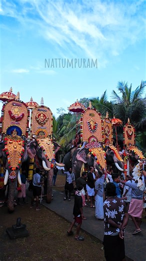 Scene Contra 💪💥💯 power packs ⚡️🔋Kizhoor pooram 2k25 vibes 😍#elephant #aanakotta @MrBeast