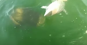 Goliath Grouper Swallows Blacktip Shark In One Bite Off Florida Coast | Whiskey Riff