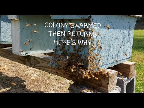 Colony Swarms To Tree Then Returns To Same Hive, Guess Why