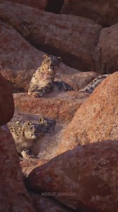 1.2K views · 73 reactions | Rare sighting of elusive snow leopard -...