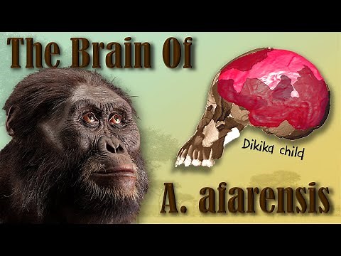 The Brain Of Australopithecus Afarensis (Lucy & Selam)