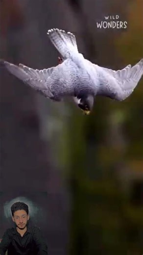 Peregrine Falcon vs Owl! 🔥#shortsyoutube #animals#wildlife#lion#hunting