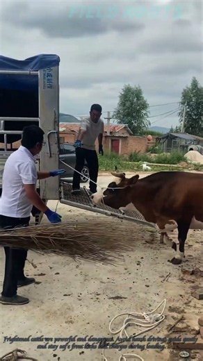 Loading Cattle Onto Livestock Truck, Cow Gets Agitated
