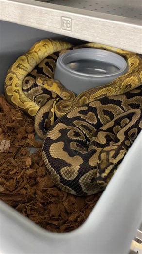 GHI RS YB Clown X Spotnose Het Clown. Her and her sister hatched here in 2019 and looks to be going now for the first time. Letsss run it!!! #solopreneur #pompeiiballpython #ballpythonbreeding #2023season | Ball Pythons 101