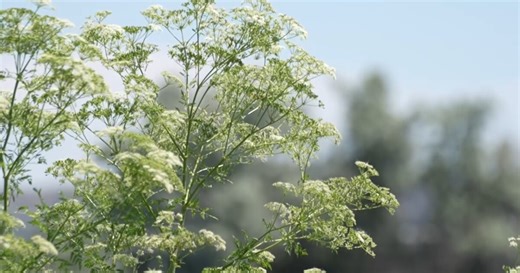 Looks like a flower, kills like poison: Hemlock invades Billings parks