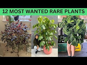 12 Most Requested Rare Houseplants of 2026 | Most Wanted Rare Plants