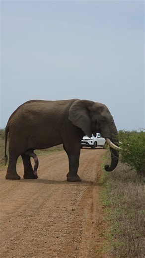 1.3M views · 15K reactions | So funny how they scratch their belly 藍  #videoviralシ #safari #facebookviral #birdphotography #naturelovers #NatureInspired #reels #lions #wildlife #krugernationalpark | Martin On Safari | Facebook