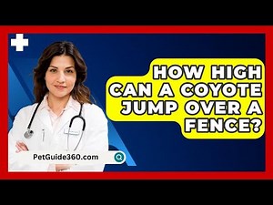 How High Can A Coyote Jump Over A Fence? - PetGuide360.com