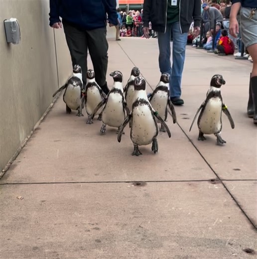 The warm-weather Humboldt penguins waddled their way into everyone’s hearts at the Penguin March today! Sunday’s cooling weather forecast will dictate which penguin species will join us for tomorrow’s Penguin March, but enriching fun will occur either way at 11 am. See you then in front of Helzberg Penguin Plaza! Video by Jennifer and Whitney of the Water’s Edge Team | Kansas City Zoo & Aquarium