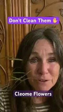 Cleome 🌸 Will Reseed -Deer & Rabbit Resistant // Campbell’s Freedom Farm