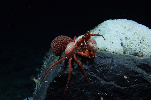 99.999 Percent of the Deep Ocean Is Unexplored — Its Secrets Are Key to Understanding Our Planet