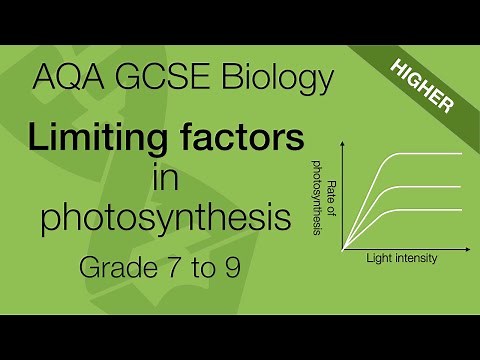 AQA GCSE Biology: Limiting Factors in Photosynthesis | Higher Tier Revision