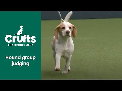 Hound Group Judging | Crufts 2022