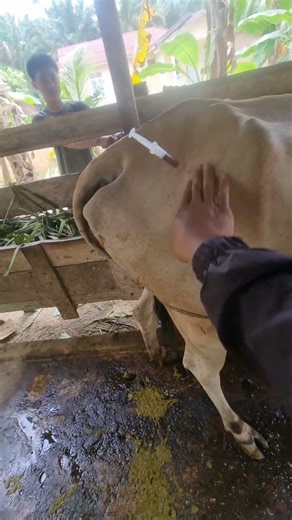Penyuntikan antibiotik pada induk sapi pasca melahirkan kembar #animals #shorts #sapi