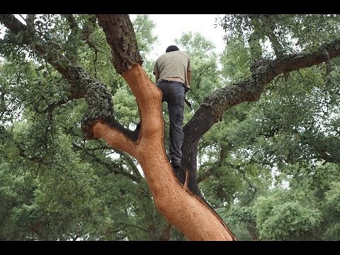 The cork harvest in Portugal