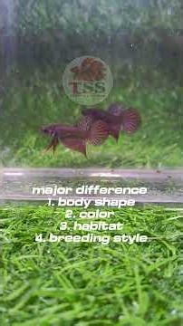 splendens complex vs coccina complex @Tamilselvan003 #betta #wildbettas