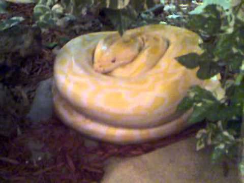 Femelle Python molure albinos couvant ses oeufs