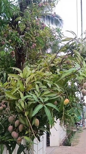 Harvesting Mangoes from my Small Backyard Tree! 🌳🥭