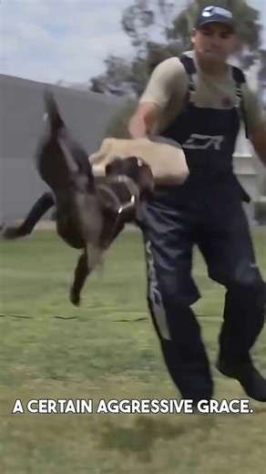 Boxer dogs were born to be heroes!