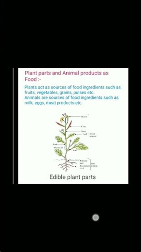 class 6th science chapter 1 notes in english | food where does it come from notes