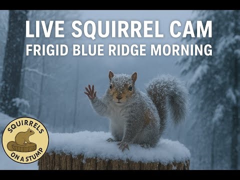 LIVE Wildlife Cam ❄️ 12°F / -11°C — Squirrels on a Stump in Survival Mode