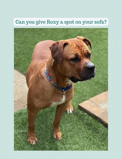 rats.animalrescue on TikTok